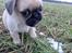 Blanding af racer Tyson (Mops/Tibber)