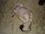 Blanding af racer Tyson (Mops/Tibber) - Sleepin´ beauty