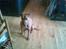 Blanding af racer ronja R.I.P