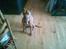 Blanding af racer ronja R.I.P