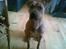 Blanding af racer ronja R.I.P