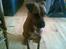 Blanding af racer ronja R.I.P