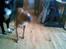 Blanding af racer ronja R.I.P
