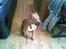Blanding af racer ronja R.I.P