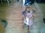 Blanding af racer ronja R.I.P