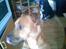 Blanding af racer ronja R.I.P