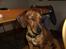 Blanding af racer Trunte - trunte [:.som voksen hund