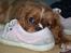 Cavalier king charles spaniel Düchess  [Himmelhunden] - Hehe en sko er god at tage en lur sammen med :D