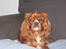 Cavalier king charles spaniel Düchess  [Himmelhunden] - Feder den og ser fornærmet ud på sofaen :D 