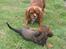 Cavalier king charles spaniel Düchess  [Himmelhunden] - Düchess og lille Henna mødes for første gang. det gik bare så fint. 