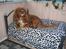 Cavalier king charles spaniel Düchess  [Himmelhunden] - Hertuginden der ligger og troner den i sengen :D 