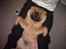 Shar pei $ SHAKER $
