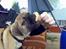 Blanding af racer •(¯`» Kong ·«´¯)•75%mops - mmmm. elsker godbidder