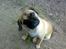 Blanding af racer •(¯`» Kong ·«´¯)•75%mops - Hvor blev den godbid af?