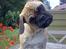 Blanding af racer •(¯`» Kong ·«´¯)•75%mops - Mors lille fotomodel :)