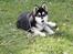 Alaskan malamute Maluq    R.I.P  august 2011 - nu er jeg 5 mdr.. 