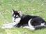 Alaskan malamute Maluq    R.I.P  august 2011 - Jeg ´har fået lov til at komme på græs heeeldig ikke
