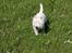 West highland white terrier Mille R.I.P - Mille går sin egen tur
