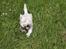 West highland white terrier Mille R.I.P - Mille har det varmt 