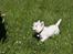 West highland white terrier Mille R.I.P - Jeg skal skynde mig hen til min far før han går uden mig