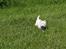 West highland white terrier Mille R.I.P - ELsker bare græs 