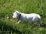 West highland white terrier Mille R.I.P - hvad er det 