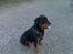 Rottweiler thor