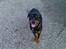 Rottweiler thor
