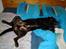 Labrador retriever andy - min seng zzzzzzzzzzzzzzzz