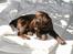 Labrador retriever andy - ny og dejlig dyne