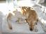Labrador retriever andy - andy,s  bedste ven futte