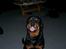 Rottweiler thor - jeg sidder lige og sover