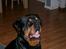Rottweiler thor