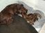 Labrador retriever andy - andy 1 dag gammel...............´´ i bliver der tænker mor ´´