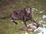 Labrador retriever andy - min fugl