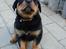 Rottweiler thor