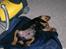 Rottweiler thor - tager lige en morfar