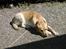 Labrador retriever futte (død) - futte sover i solen
