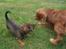 Cavalier king charles spaniel Düchess  [Himmelhunden] - Lige lidt flere bank..... Til Düchess hehe
