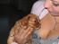 Cavalier king charles spaniel Düchess  [Himmelhunden] - "Kærlighed ved første blik" Første gang vi var ovre og se hende ved Kennel Chikabee i odense. Vi reserverede hende selvfølgelig med det samme.