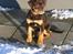 Blanding af racer Bailey - Har lige leget narkohund, og er lidt svimmel ;-)