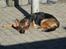 Schæferhund Sonto´s Oline - Oline nyder det dejlige vejr :-)