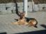 Schæferhund Sonto´s Oline - smukke Oline  den 12-3-07 12 måneder gammel