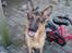 Schæferhund Sonto´s Oline - hva så  havd har du gang i  ser de ud til at Oline tænker :-)