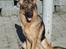 Schæferhund Sonto´s Oline - Hun er da en smuk lille dame ik ??? :-)