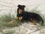 Blanding af racer bella