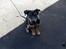 Blanding af racer bella