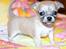 Chihuahua *Honey-Pie <3* - Mig 7 uger.. se hvor lækker jeg er hih.. var der nogen der søgte en fotomodel??