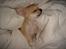 Chihuahua *Honey-Pie <3* - Søøøøøøvnig lille hvalp..