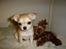 Chihuahua *Honey-Pie <3* - Her er jeg med min mr. moose.. det er min yndlings elg bamse <3 <3 <3